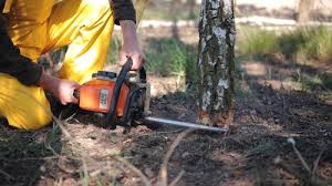 Best Stump Grinding and Removal  in Dyer, IN