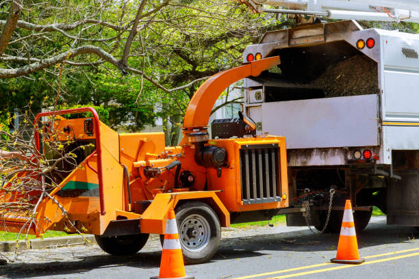 Best Seasonal Cleanup (Spring/Fall)  in Dyer, IN